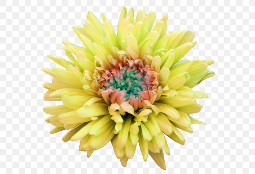 Dahlia Cut Flowers Clip Art, PNG, 600x560px, Dahlia, Artificial Flower, Chrysanthemum, Chrysanths, Color Download Free
