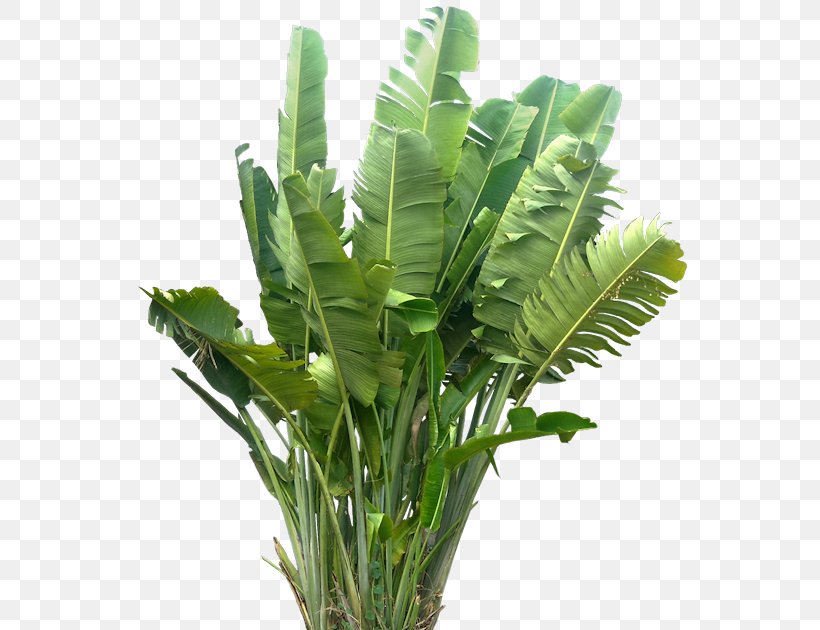 Plant Tree Subtropics, PNG, 559x630px, Plant, Architecture, Arecaceae, Banana Leaf, Dypsis Decaryi Download Free