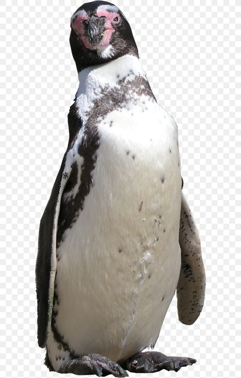 Texture Mapping King Penguin Rhinoceros, PNG, 584x1284px, Texture Mapping, Aloe, Aloe Vera, Beak, Bird Download Free