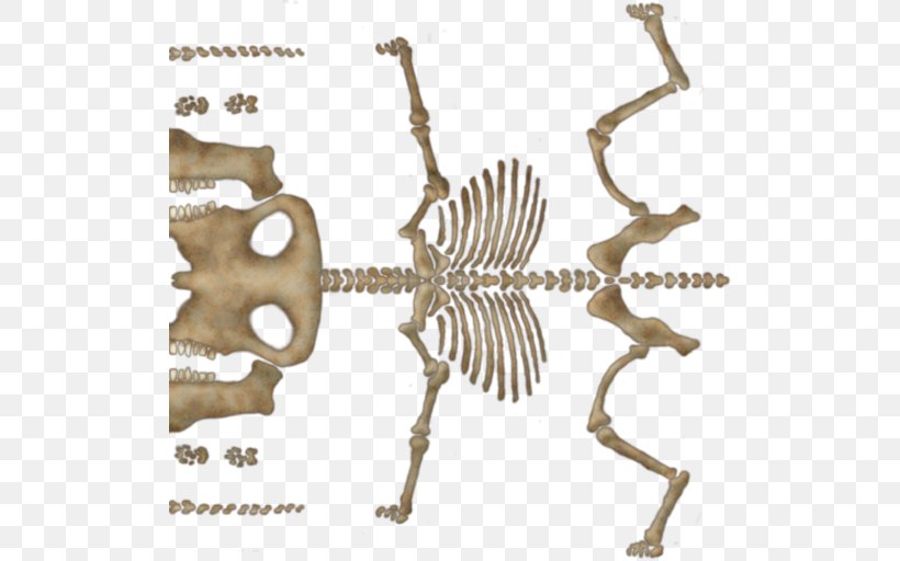 Animal Font, PNG, 512x512px, Animal, Fauna, Organism, Skeleton Download Free