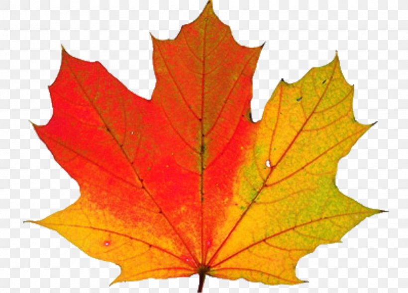 Autumn Leaf Color Why Do Leaves Change Color? Clip Art, PNG, 1023x737px, Autumn Leaf Color, Anthocyanin, Autumn, Biological Pigment, Carotenoid Download Free