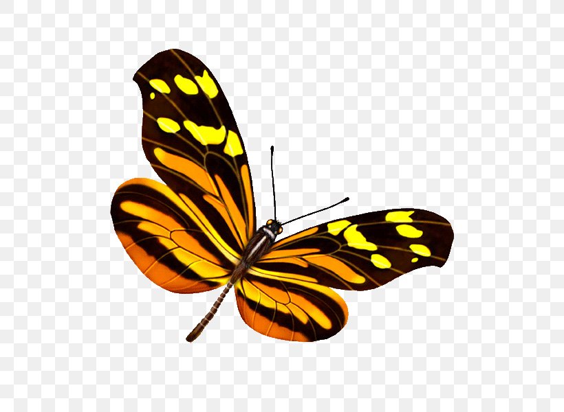 Butterfly Photography Computer Graphics, PNG, 600x600px, Butterfly, Arthropod, Brush Footed Butterfly, Color, Computer Graphics Download Free