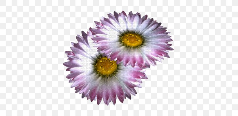 Chrysanthemum Purple Lossless Compression, PNG, 400x400px, Chrysanthemum, Annual Plant, Aster, Chrysanths, Cut Flowers Download Free