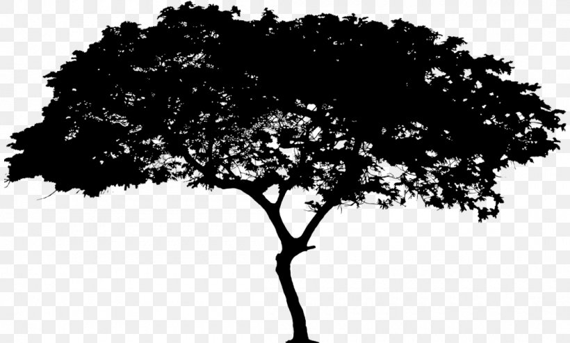 Oak Tree Silhouette, PNG, 1100x662px, Great Wall Of China, Arbor Day, Blackandwhite, Branch, Drawing Download Free