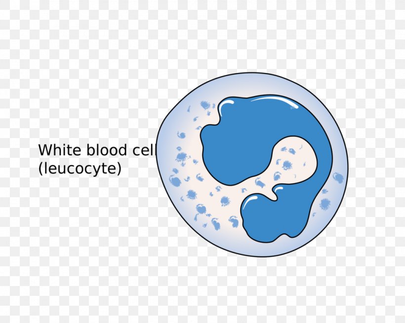White Blood Cell Red Blood Cell Immune System, PNG, 1080x863px, White Blood Cell, Basophil, Blood, Blood Cell, Blue Download Free