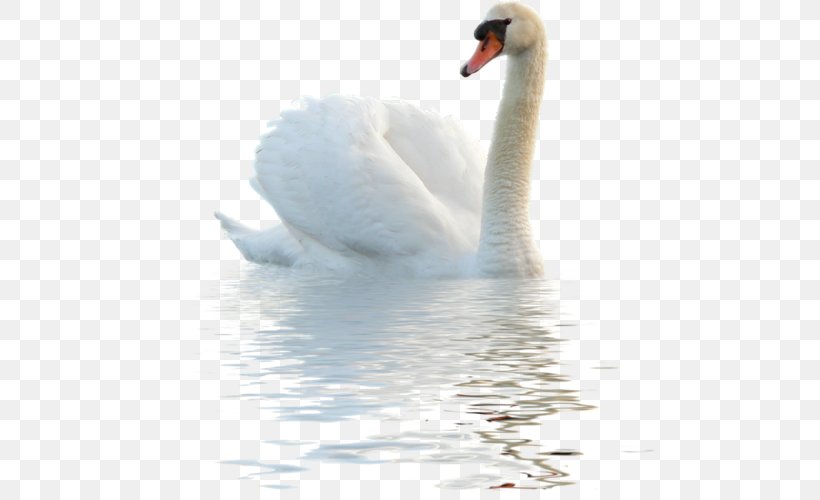 Bird Goose Mute Swan, PNG, 500x500px, Bird, Beak, Cygnini, Ducks Geese And Swans, Fauna Download Free