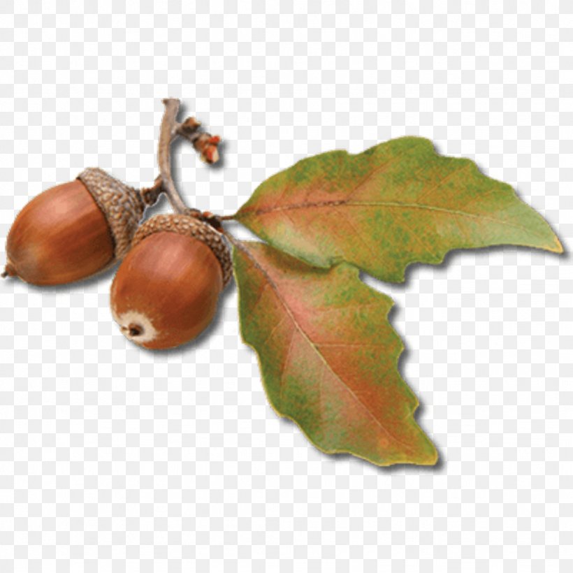 Cartoon Plane, PNG, 1024x1024px, Acorn, Acorns, Flower, Leaf, Nut Download Free