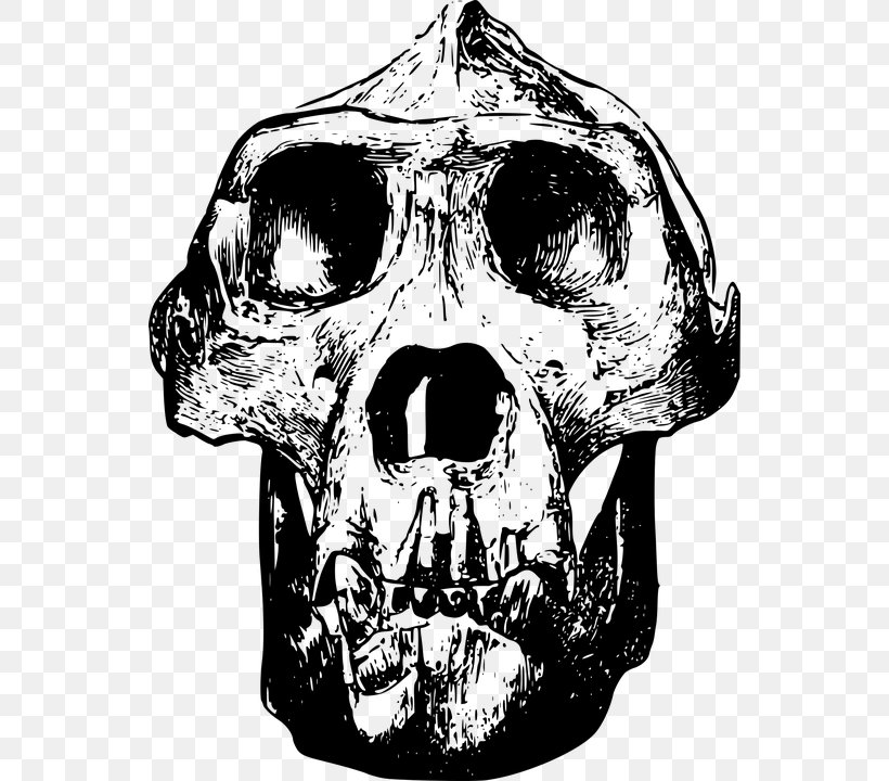 Gorilla Skull Clip Art, PNG, 546x720px, Gorilla, Black And White, Bone, Jaw, Monochrome Download Free