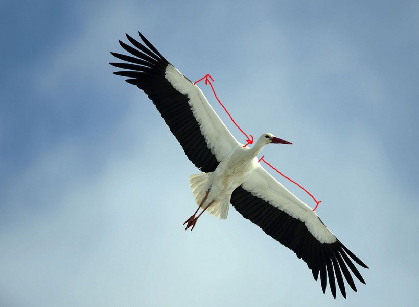 White Stork Germany Bird Flight Photography, PNG, 1333x979px, Watercolor, Cartoon, Flower, Frame, Heart Download Free