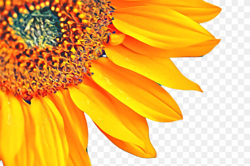Flowers Background, PNG, 2448x1632px, Sunflower, Bloom, Closeup, Cut Flowers, Daisy Family Download Free