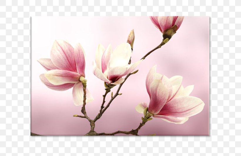 Paper Painting Flower Stock Photography Royalty-free, PNG, 750x530px, Paper, Art, Blossom, Branch, Decoration Download Free