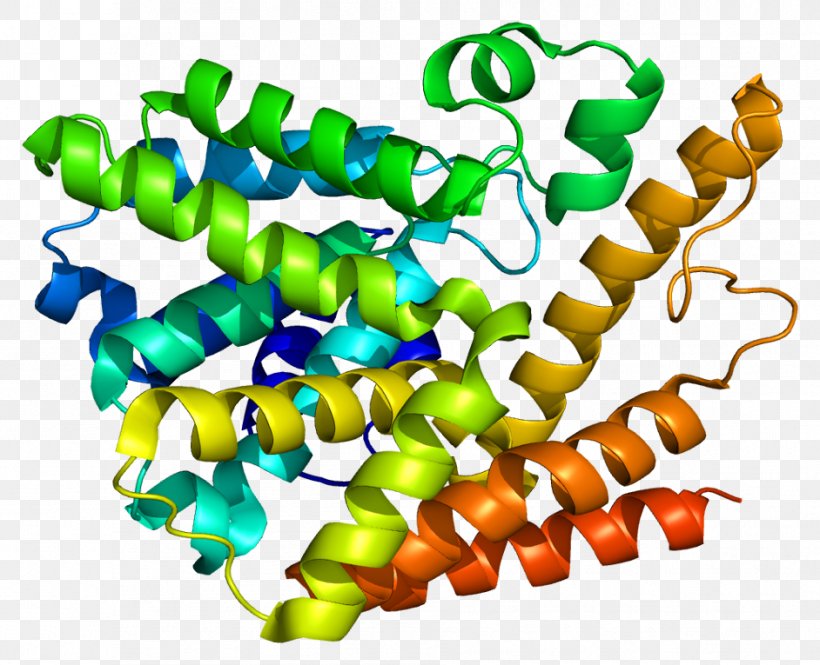 PDE7A Cyclic Nucleotide Phosphodiesterase Cyclic Guanosine Monophosphate Cyclic Adenosine Monophosphate, PNG, 942x765px, Phosphodiesterase, Body Jewelry, Cyclic Adenosine Monophosphate, Cyclic Guanosine Monophosphate, Cyclic Nucleotide Download Free