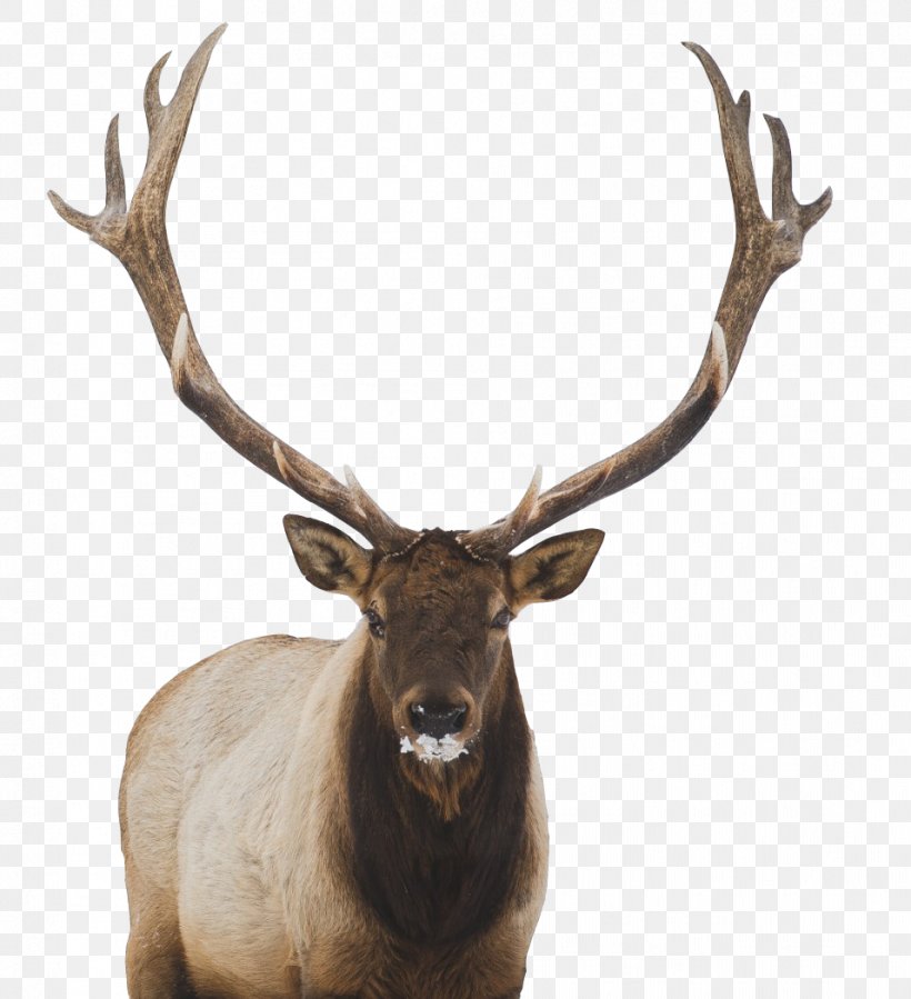 White-tailed Deer Elk Moose Wallpaper, PNG, 957x1050px, Deer, Antler, Deer  Hunting, Display Resolution, Elk Download