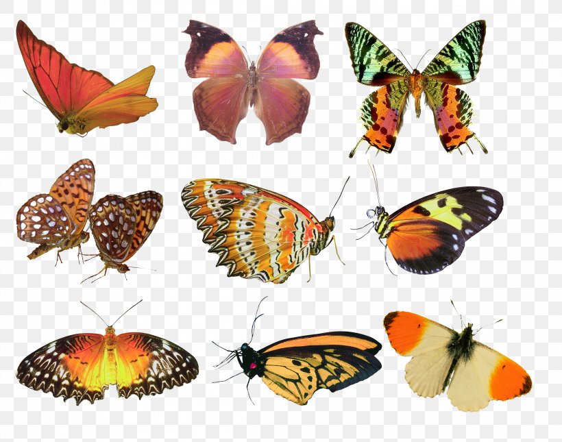 Butterfly Clip Art, PNG, 2321x1828px, Butterfly, Arthropod, Brush Footed Butterfly, Butterflies And Moths, Digital Image Download Free