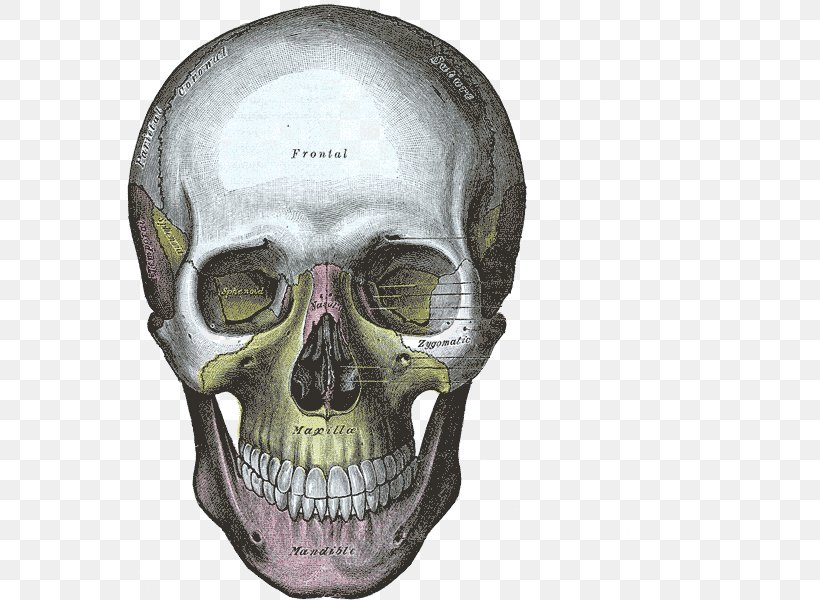 Gray's Anatomy Human Skull Bone, PNG, 582x600px, Skull, Anatomy, Bone, Drawing, Homo Sapiens Download Free