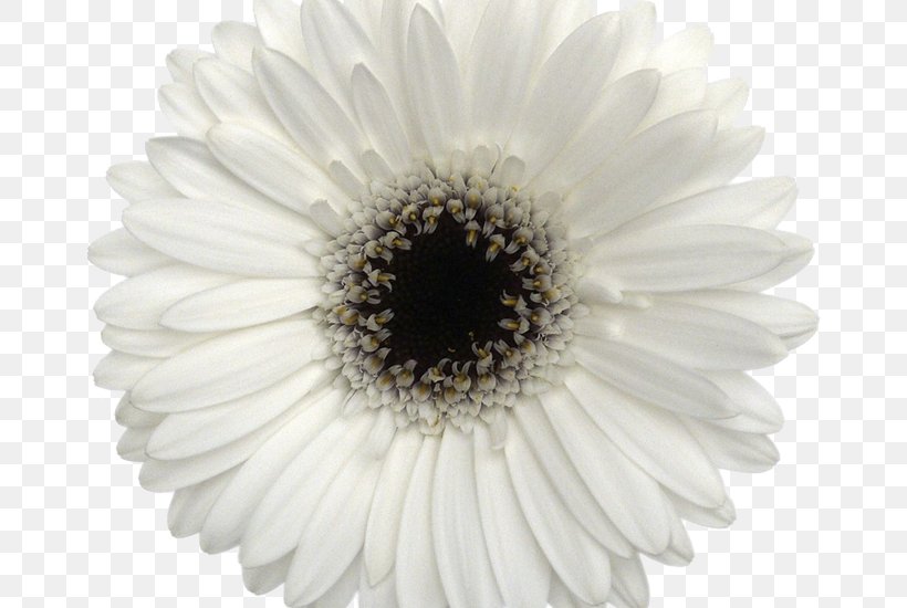 White Cut Flowers Barberton Daisy Chrysanthemum, PNG, 800x550px, White, Barberton Daisy, Black And White, Chrysanthemum, Chrysanths Download Free