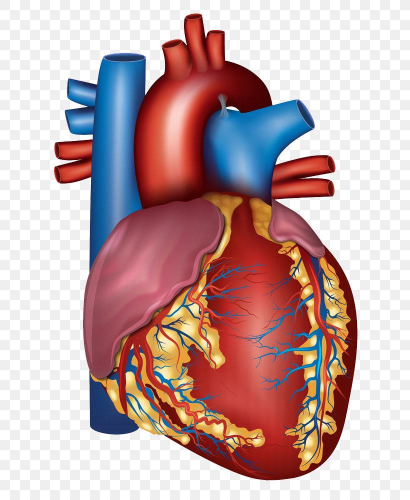 Blood Vessel Heart Circulatory System Artery Health, PNG, 718x1000px,  Watercolor, Cartoon, Flower, Frame, Heart Download Free