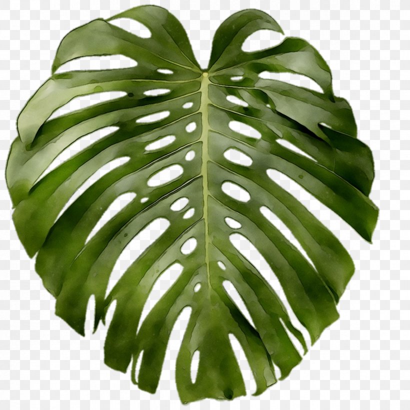 Leaf Swiss Cheese Plant Poster Wall Decal Art, PNG, 1187x1187px, Leaf, Alismatales, Anthurium, Art, Arum Family Download Free