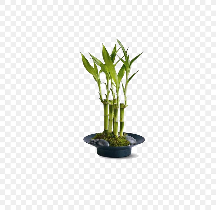 Lucky Bamboo Tropical Woody Bamboos Houseplant Garden, PNG, 665x798px, Lucky Bamboo, Areca Palm, Arecaceae, Bonsai, Container Garden Download Free