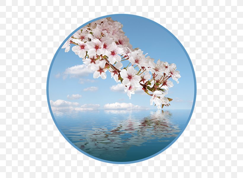 Cherry Blossom Petal ST.AU.150 MIN.V.UNC.NR AD, PNG, 600x600px, Cherry Blossom, Blossom, Cherry, Flower, Petal Download Free
