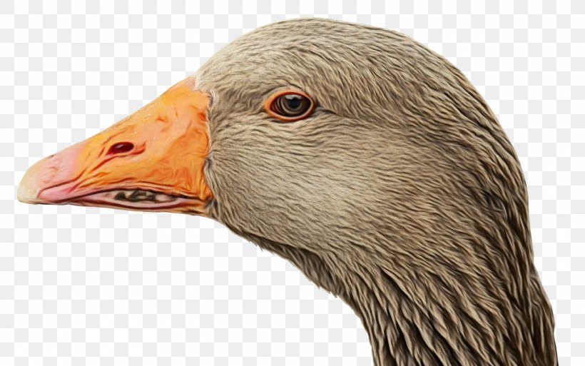 Duck Cartoon, PNG, 960x601px, Duck, Beak, Bird, Ducks Geese And Swans, Goose Download Free