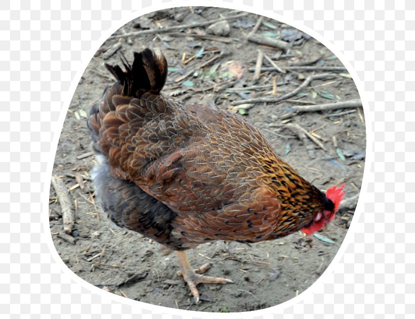 Rooster Chicken Bird Nutrient Battery Cage, PNG, 652x630px, Rooster, Battery Cage, Beak, Bird, Chicken Download Free