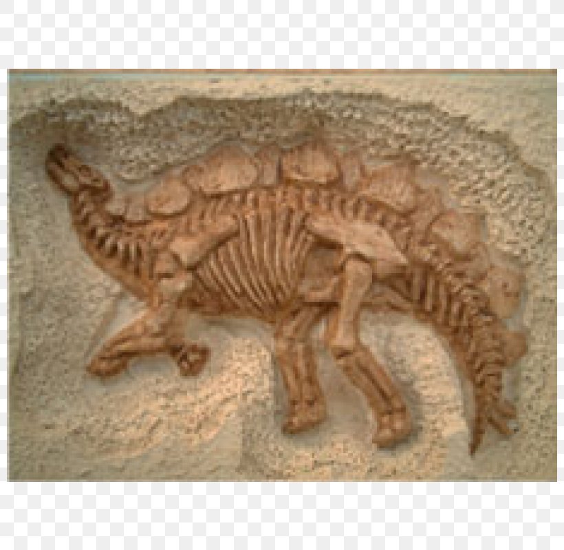 Stegosaurus Dinosaur Fossil Relief Thailand, PNG, 800x800px, Stegosaurus, Archaeology, Box, Dinosaur, Fauna Download Free