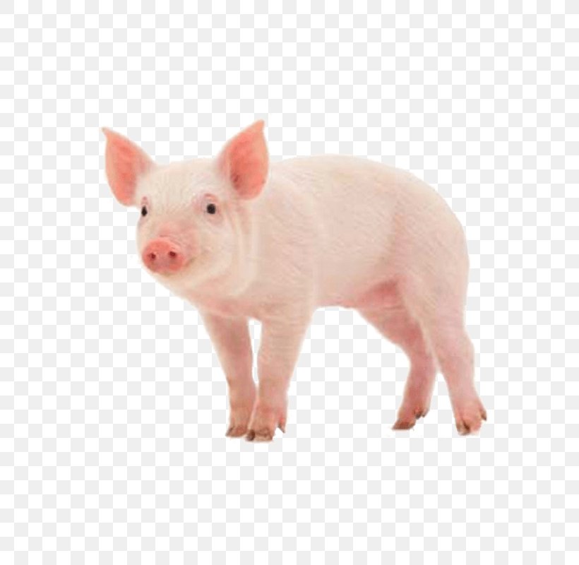 Danish Landrace Pig Skinny Pig Stock Photography Royalty-free, PNG, 800x800px, Pig, Danish Landrace Pig, Depositphotos, Domestic Pig, Farm Download Free