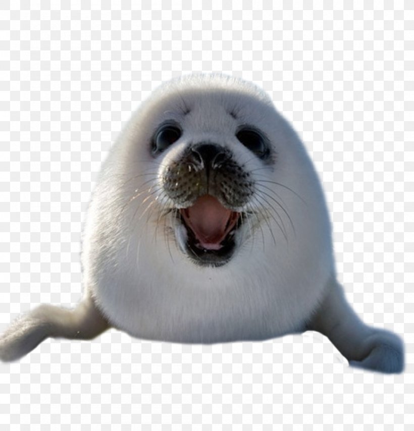 Earless Seal Harp Seal Image Animal Walrus, PNG, 1100x1146px, Earless Seal, Animal, Cuteness, Drawing, Fauna Download Free