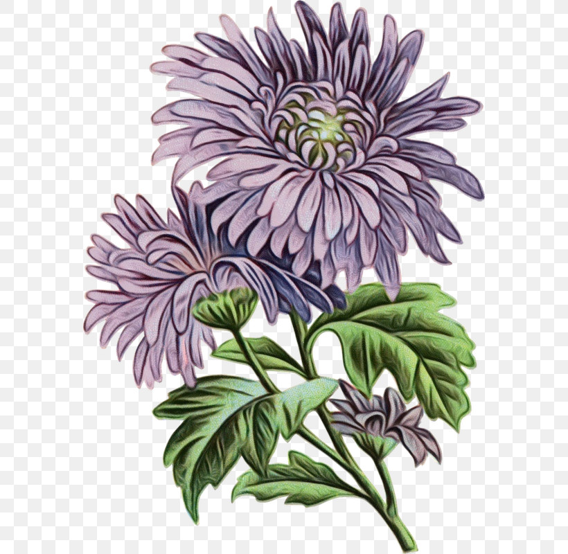 Flower Plant Purple African Daisy Petal, PNG, 580x800px, Watercolor, African Daisy, Aster, Flower, Paint Download Free