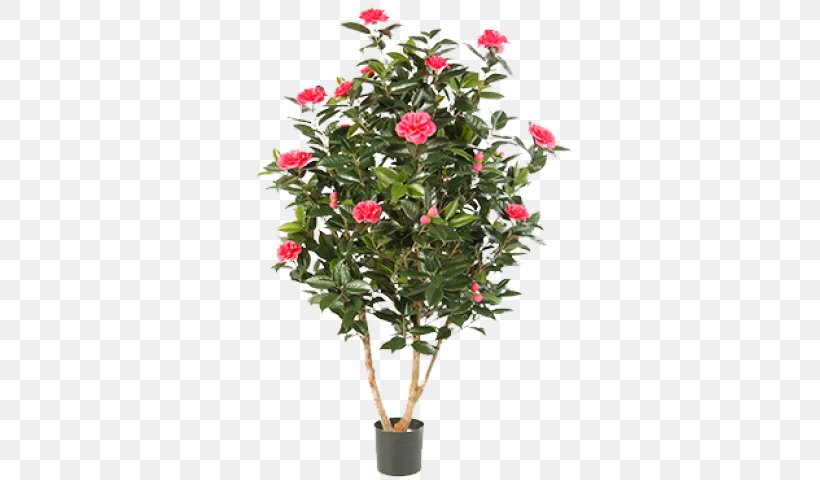 Japanese Camellia Flower Plant Shrub Rose, PNG, 640x480px, Japanese Camellia, Artificial Flower, Branch, Camellia, Cut Flowers Download Free