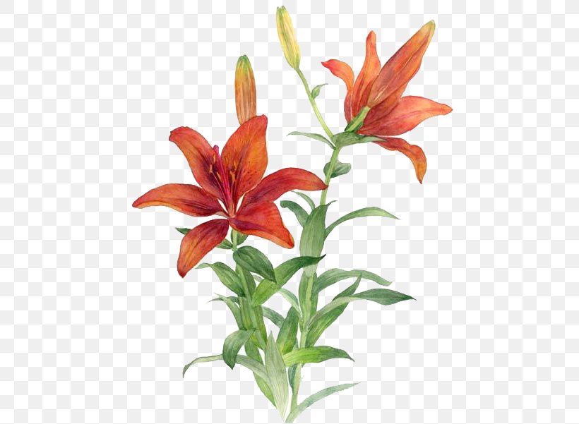 Lilium Bulbiferum Red Flower, PNG, 487x601px, Lilium Bulbiferum, Color, Cut Flowers, Daylily, Designer Download Free
