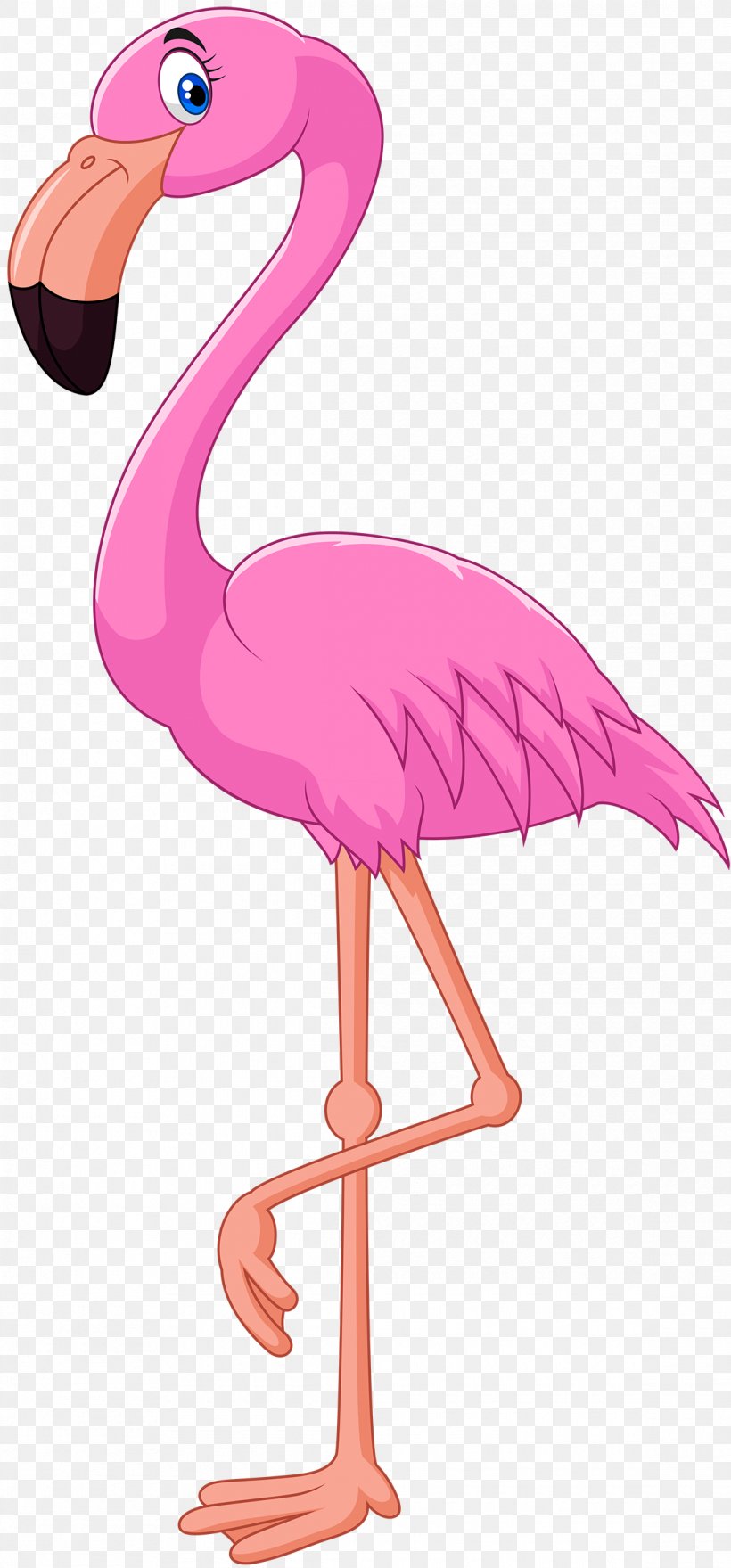 Cartoon Flamingo Bird Illustration, PNG, 1165x2500px, Flamingo, Beak