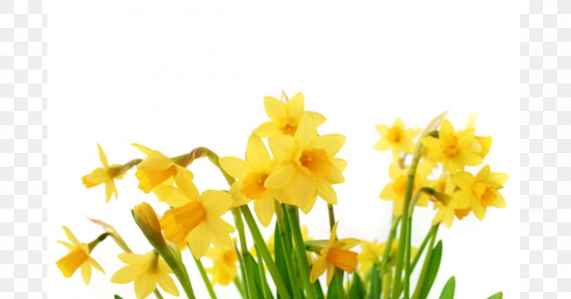I Wandered Lonely As A Cloud Daffodil Clip Art, PNG, 1200x630px, I Wandered Lonely As A Cloud, Amaryllis Family, Daffodil, Flower, Flowering Plant Download Free