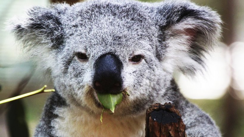 Koala Marsupial Animal Mammal Diprotodontia, PNG, 1920x1080px, Koala, Animal, Bear, Cuteness, Diprotodontia Download Free