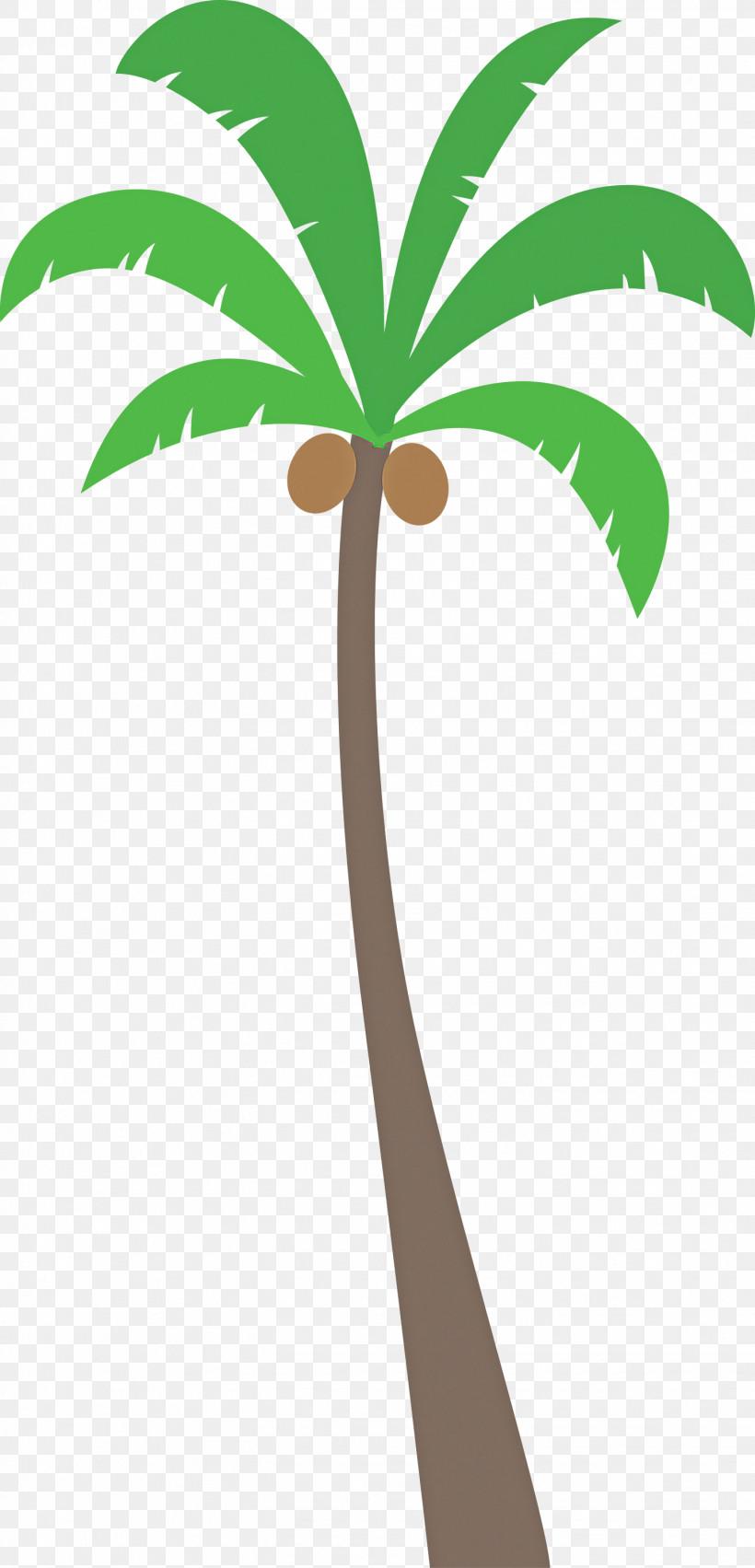 Palm Trees, PNG, 1444x3000px, Palm Tree, Archontophoenix Cunninghamiana, Areca Palm, Beach, Branch Download Free