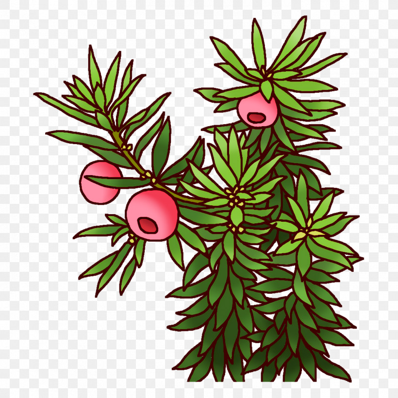 Spruce Plant Stem Leaf Flower Branch, PNG, 1400x1400px, Spruce, Biology, Branch, Evergreen, Flower Download Free