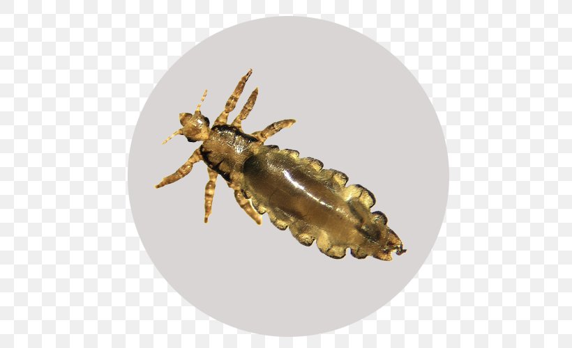 Insect Liendre Pediculosis Ectoparasite Crab Louse, PNG, 500x500px, Insect, Arthropod, Booklice, Crab Louse, Ectoparasite Download Free