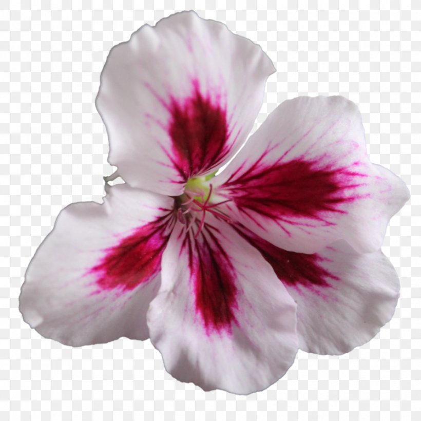 Sweet Scented Geranium Flower Crane's-bill Clip Art, PNG, 894x894px, Sweet Scented Geranium, Alstroemeriaceae, Annual Plant, Art, Crane Sbill Download Free