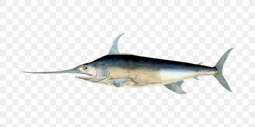 Swordfish Billfish Fishing Histoire Naturelle Des Poissons, PNG, 960x480px, Swordfish, Atlantic Blue Marlin, Billfish, Bony Fish, Fauna Download Free
