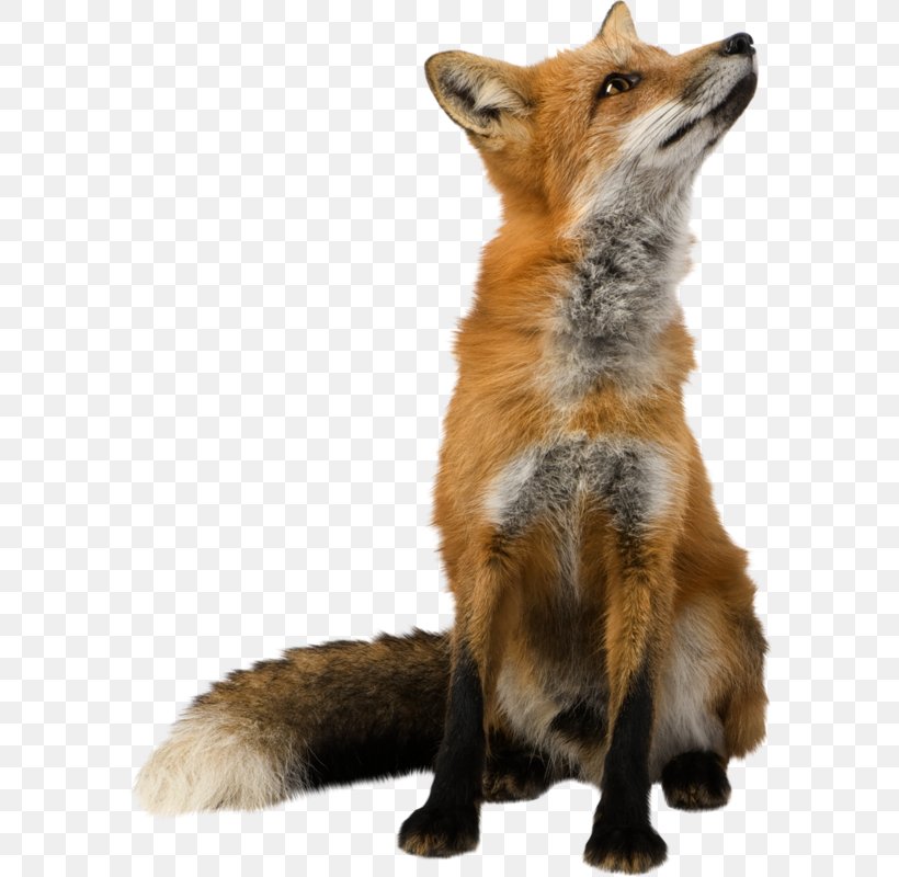 Fox Clip Art, PNG, 590x800px, Fox, Canidae, Carnivoran, Dhole, Display Resolution Download Free