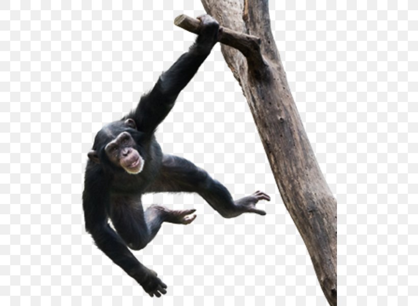 Video Monkey Stock Photography Royalty-free Ape, PNG, 503x600px, Video, Ape, Chimpanzee, Common Chimpanzee, Fauna Download Free