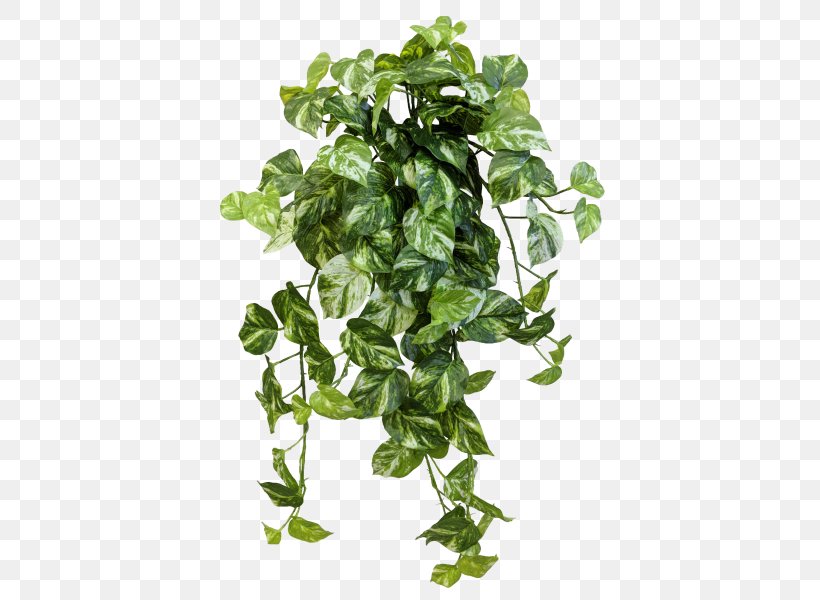 Amazon.com JMC Floral Devil's Ivy Spring Greens Flowerpot, PNG, 800x600px, Amazoncom, Customer, Flowerpot, Green, Herb Download Free