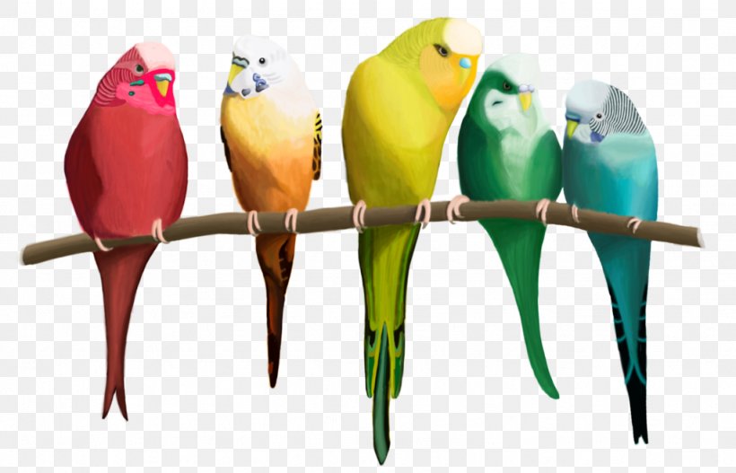 Budgerigar Macaw Parakeet Rainbow Row Beak, PNG, 1024x659px, Budgerigar, Beak, Bird, Common Pet Parakeet, Feather Download Free
