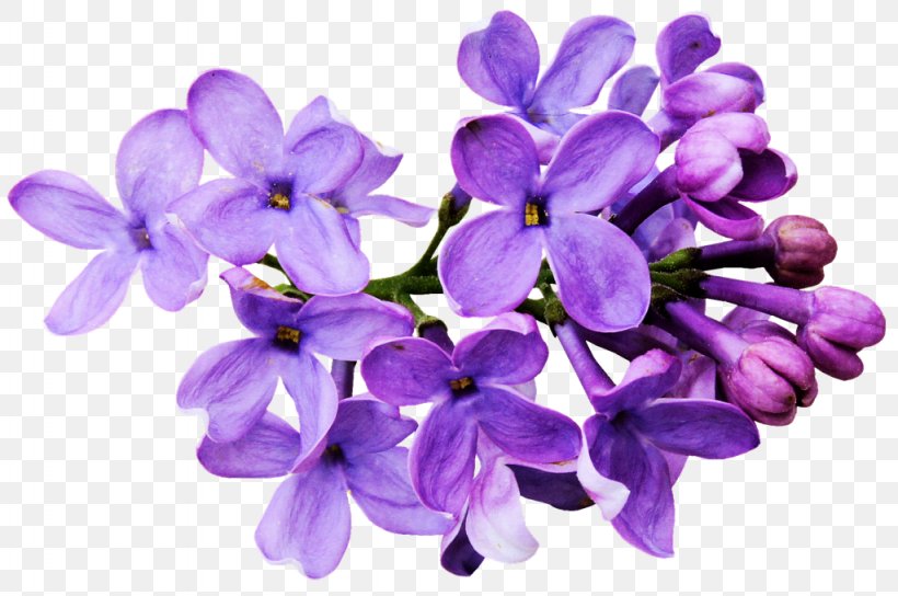 Flower Drawing Lilac Color, PNG, 1024x680px, Flower, Color, Common Lilac, Drawing, Fashion Download Free