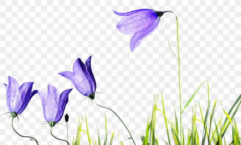Flower Taxi Gari Drawing Photography, PNG, 1200x723px, Flower, Bellflower, Bellflower Family, Color, Crocus Download Free