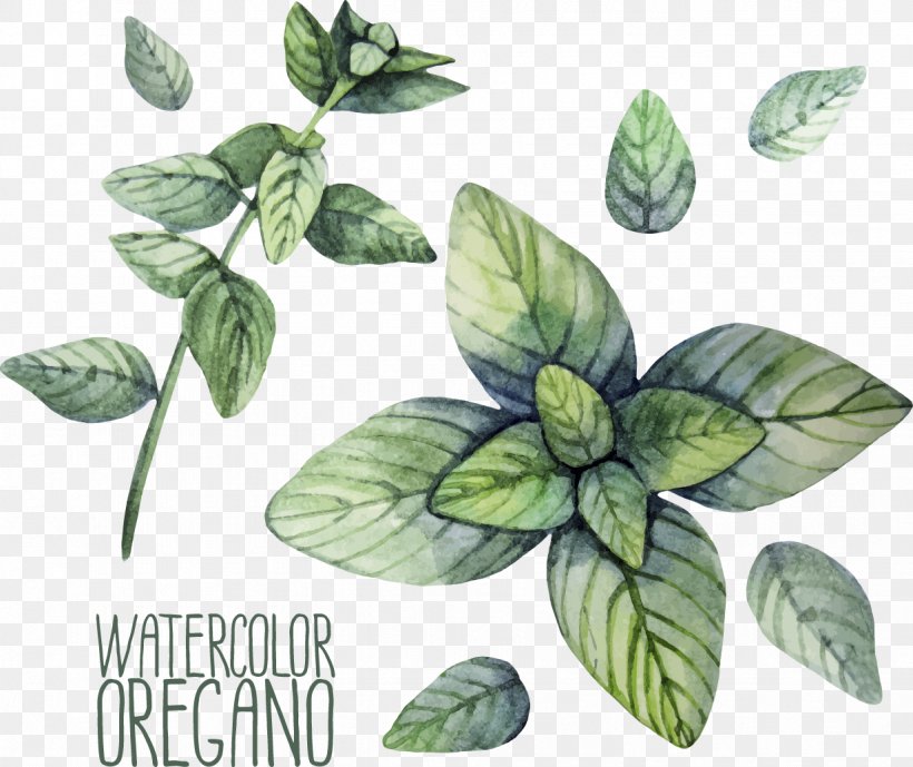 Herb Oregano Watercolor Painting Illustration, PNG, 1233x1037px, Herb, Basil, Drawing, Food, Leaf Download Free