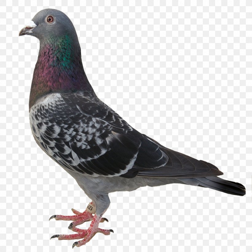 Homing Pigeon Columbidae Stock Dove Rock Dove, PNG, 1024x1024px, Homing Pigeon, Beak, Bird, Columbidae, Feather Download Free