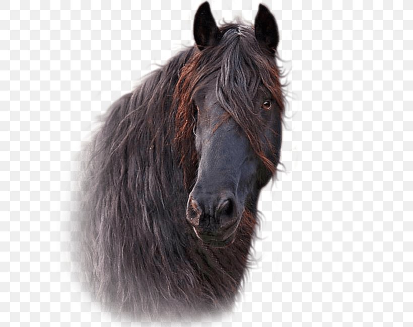 Mane Horse Hoof Pony Halter, PNG, 734x650px, Mane, Bridle, Equus, Fur, Groom Download Free