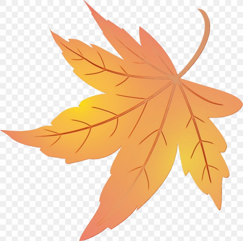 Maple Leaf, PNG, 1026x1020px, Watercolor, Amber, Black Maple, Deciduous, Leaf Download Free